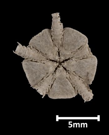 Media type: image; Invertebrate Zoology OPH-763 Aspect: ventral